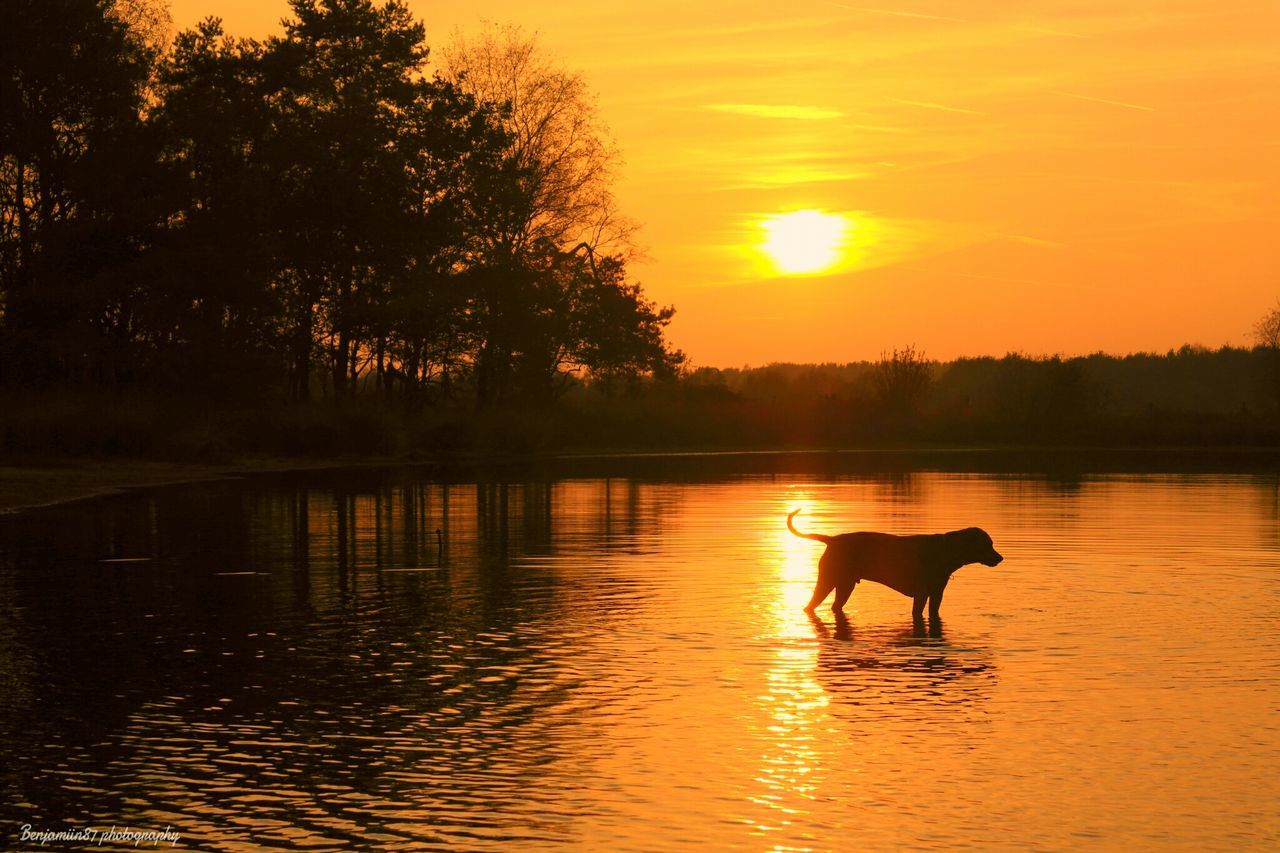 sunset, animal themes, water, one animal, domestic animals, silhouette, mammal, pets, dog, lake, reflection, sun, sky, orange color, rippled, tree, river, waterfront, tranquil scene, nature