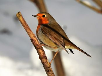 Close-up of bird perching on branch