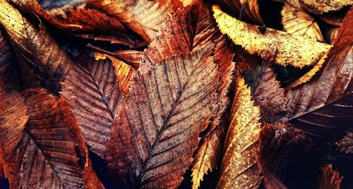 Full frame shot of golden leaves