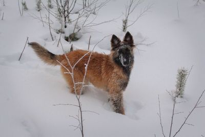 Cat on snow covered landscape during winter