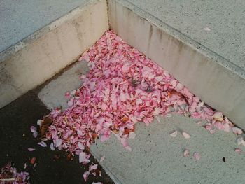 Close-up of pink flowers