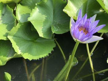 Close-up of purple lotus water lily in lake