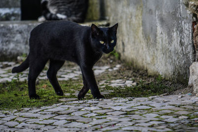 Portrait of black cat on street