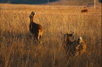 Deer standing on field