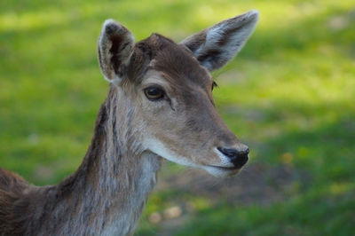 Portrait of deer on field