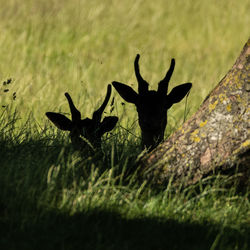 View of deer on field