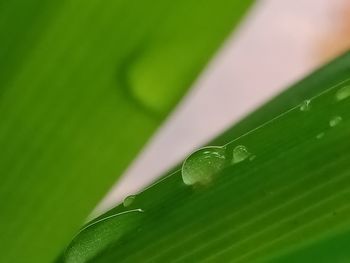 Close-up of insect on leaf