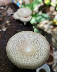 mushroom