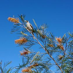 Low angle view of bird perching on plant against blue sky