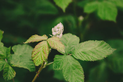 Close-up of green leaves