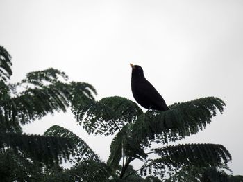 Low angle view of birds perching on branch