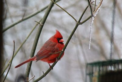 Close-up of bird perching on branch during winter