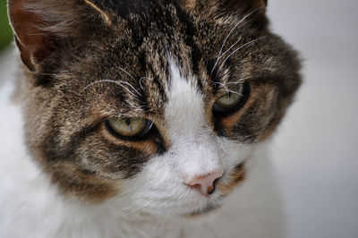 Close-up portrait of cat