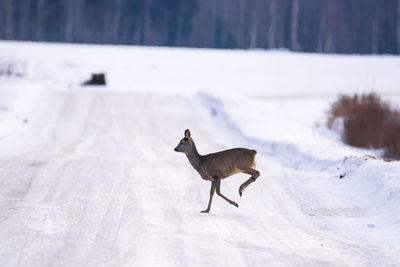 Dog on snow covered land