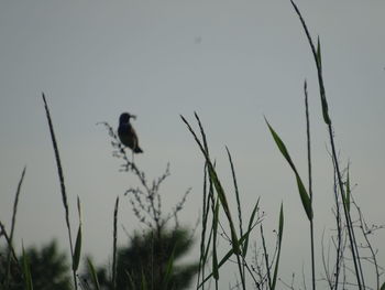 Low angle view of bird perching on plant against sky