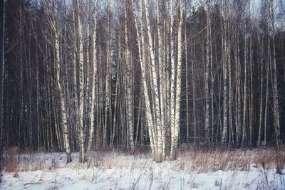 Pine trees in forest during winter