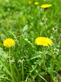 Close-up of yellow flowers blooming on field