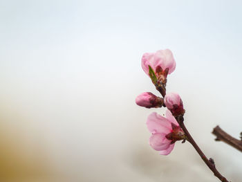 Close-up of pink cherry blossom