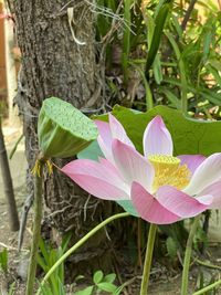 Close-up of pink lotus water lily