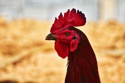 Close-up of rooster