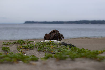 View of crab on beach