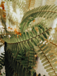 Close-up of fern leaves