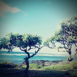 Tree by sea against clear sky