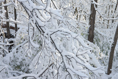 Snow covered trees in forest