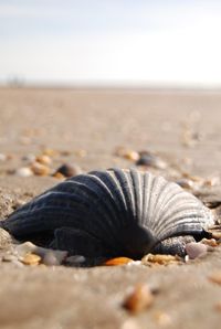 Close-up of crab on sand at beach