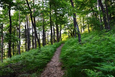 Trail amidst trees in forest