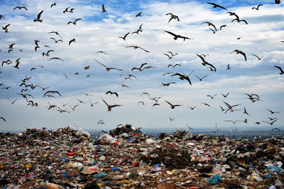 Flock of birds flying in sky