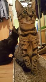 Close-up of cat sitting at home