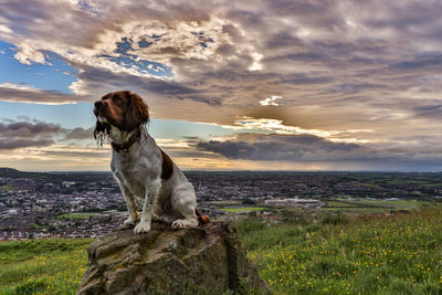 Dog on rock over grassy field against cloudy sky