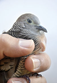 Close-up of hand holding bird