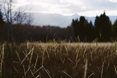 Close-up of plants growing on field