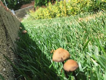 Close-up of mushrooms on field