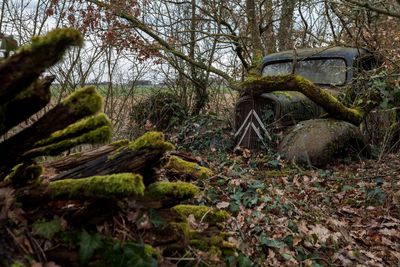 Plants growing on field in forest