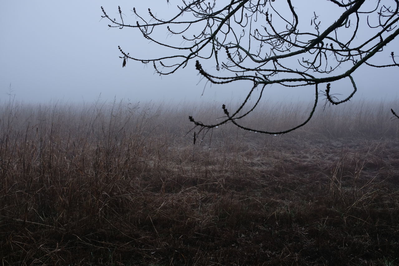 BARE TREES ON FIELD AGAINST SKY