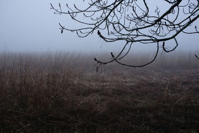 Bare tree on field against sky