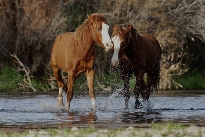 Two wild horses of the salt river desert wilderness battle for territory outside.