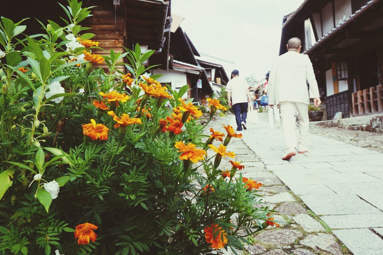 building exterior, architecture, flower, built structure, plant, freshness, lifestyles, house, growth, city, residential structure, men, street, residential building, day, outdoors, walking, casual clothing