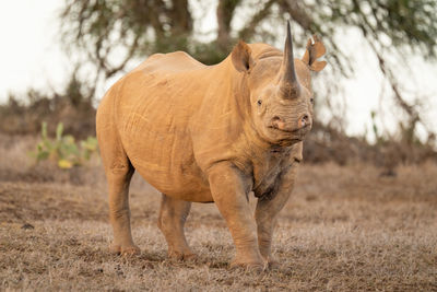 Black rhino