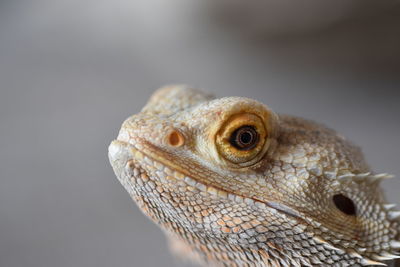 Close-up of lizard