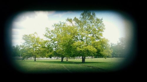 Trees on grassy field