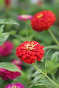 Close-up of red flowering plant