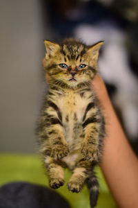 Close-up of hand holding cat
