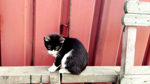 Portrait of cat sitting on wood