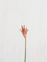 Close-up of red flower on white wall