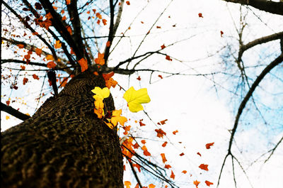 Low angle view of blooming tree