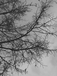 Low angle view of silhouette bare tree against sky